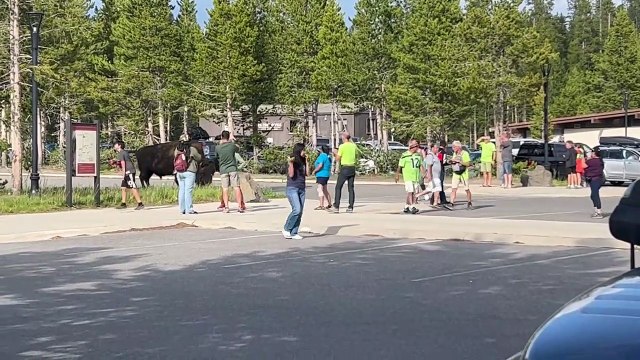 Des touristes approchent des bisons pour prendre des photos à Yellowstone