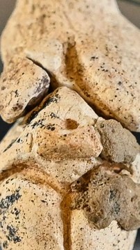 CAM - L'archéologie en France : des merveilles sous nos pieds