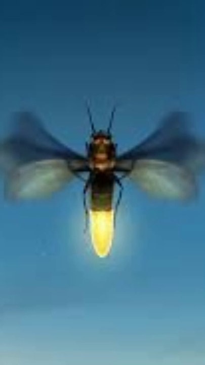 Fireflies in urdu
