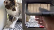 Cat Scratches Window Unable to Figure Out How to Get Through Cat Door