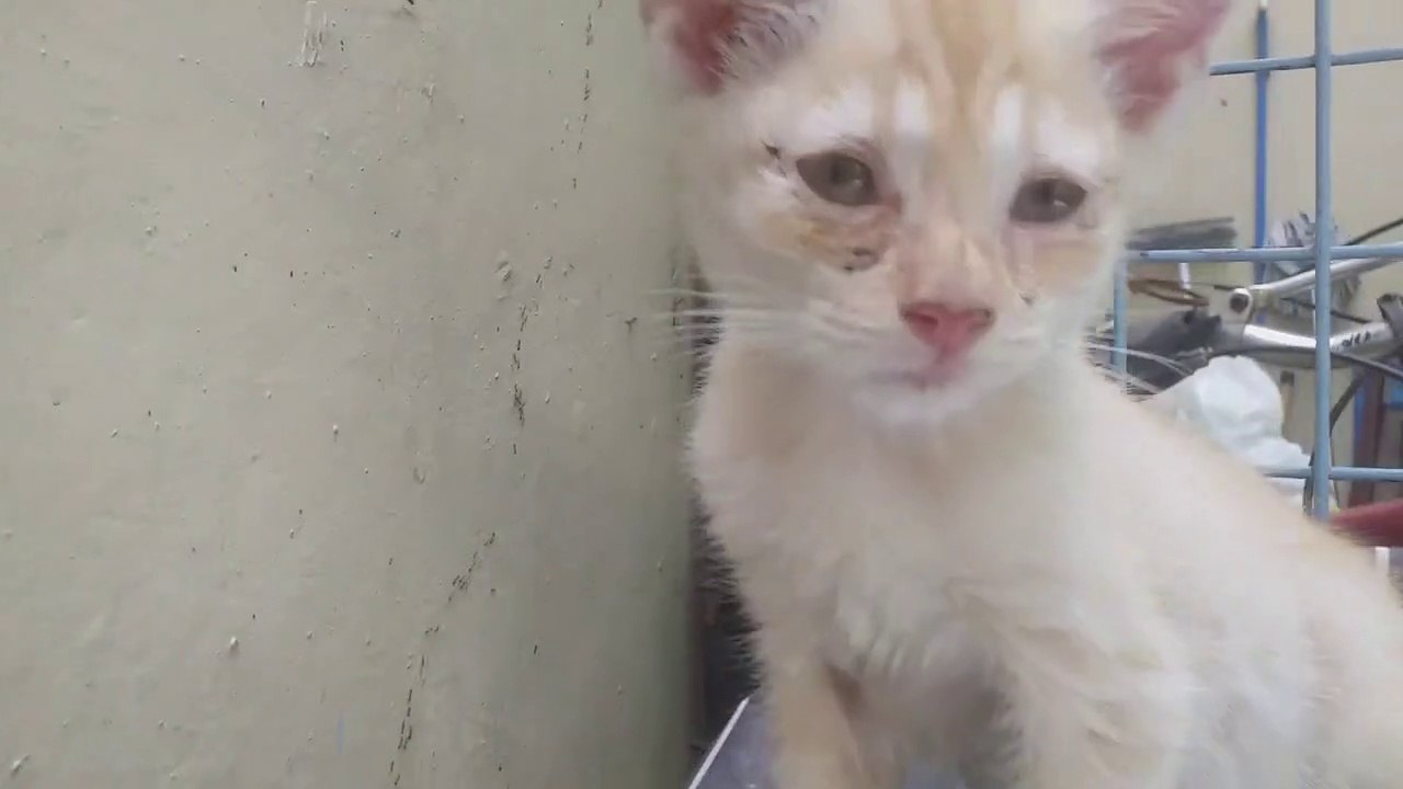 TIME TRAVEL?   Kittens Cat videos Meow Cats