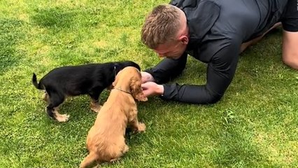 Girlfriend Surprises Boyfriend With ADORABLE Cocker Spaniel Pups