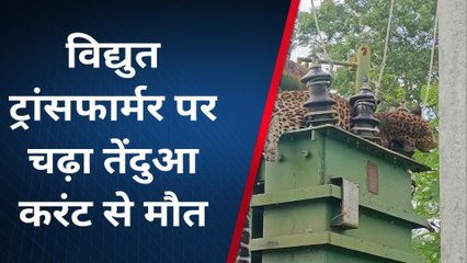 राजसमंद: खेतों में लगे विद्युत ट्रांसफार्मर पर चढ़ा तेंदुआ, करंट लगने से मौत