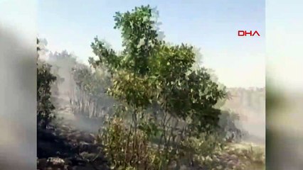 Le feu de forêt à Mardin Savur a été maîtrisé