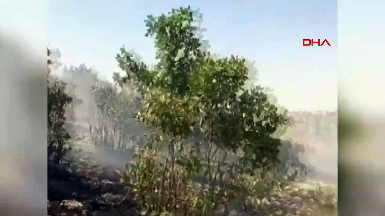 Le feu de forêt à Mardin Savur a été maîtrisé