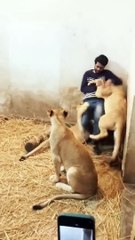 lions playing with my friend