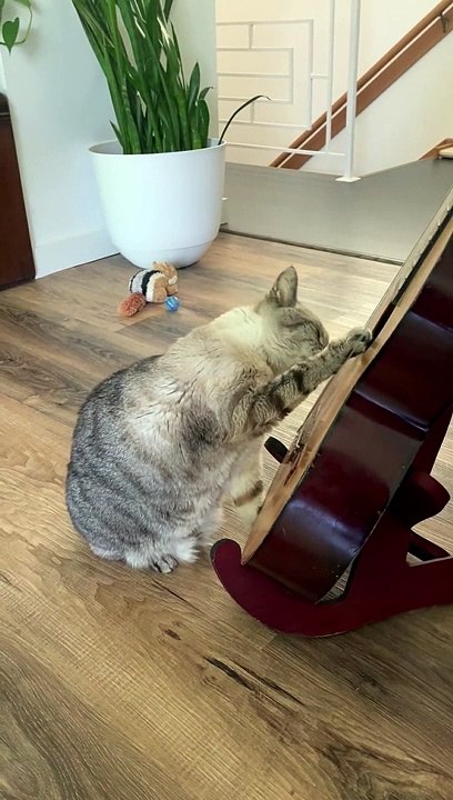 Cat Plays The Guitar