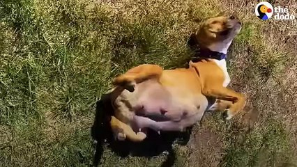 Exhausted Pittie Momma gets Surprised with a Day Off   The Dodo Foster Diaries