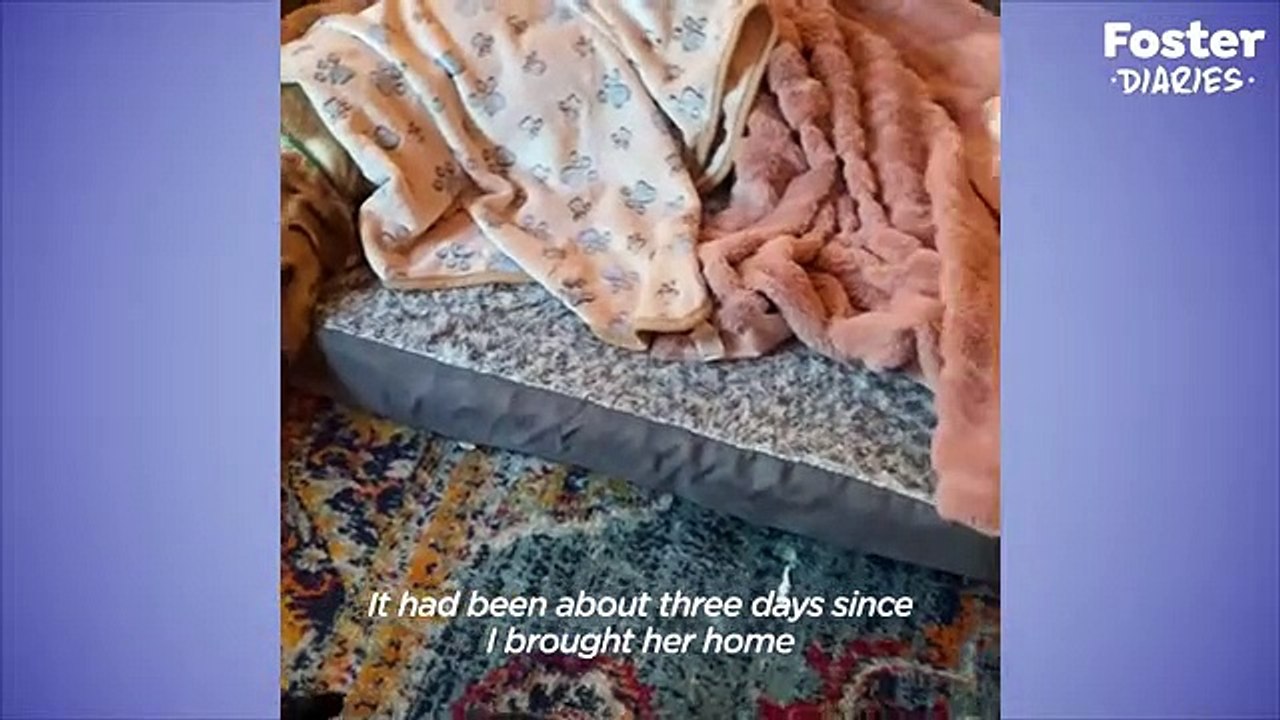 Anxious Shelter Dog Was Even Scared Of Collars And Leashes The Dodo Foster Diaries video