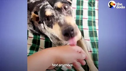 Momma Dog Has A Reunion With Her 13 Puppies On Their First Birthday   The Dodo Foster Diaries