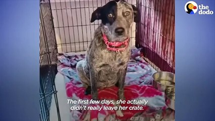 Pregnant Foster Dog Has Her Babies And Becomes A Puppy Again    The Dodo Foster Diaries