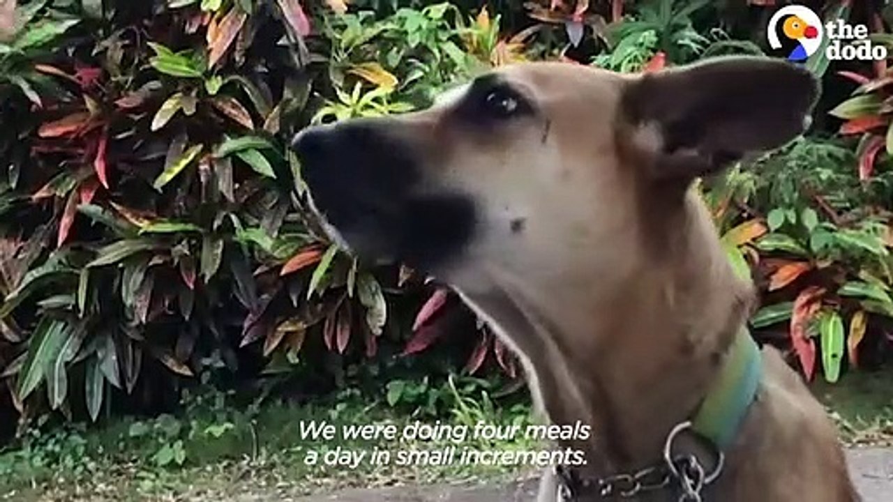 Skinny Mama Dog Is So Pretty And Happy Now   The Dodo Foster Diaries