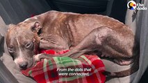 Pittie Rescued From A Chain LOVES Stuffed Animals    The Dodo Foster Diaries
