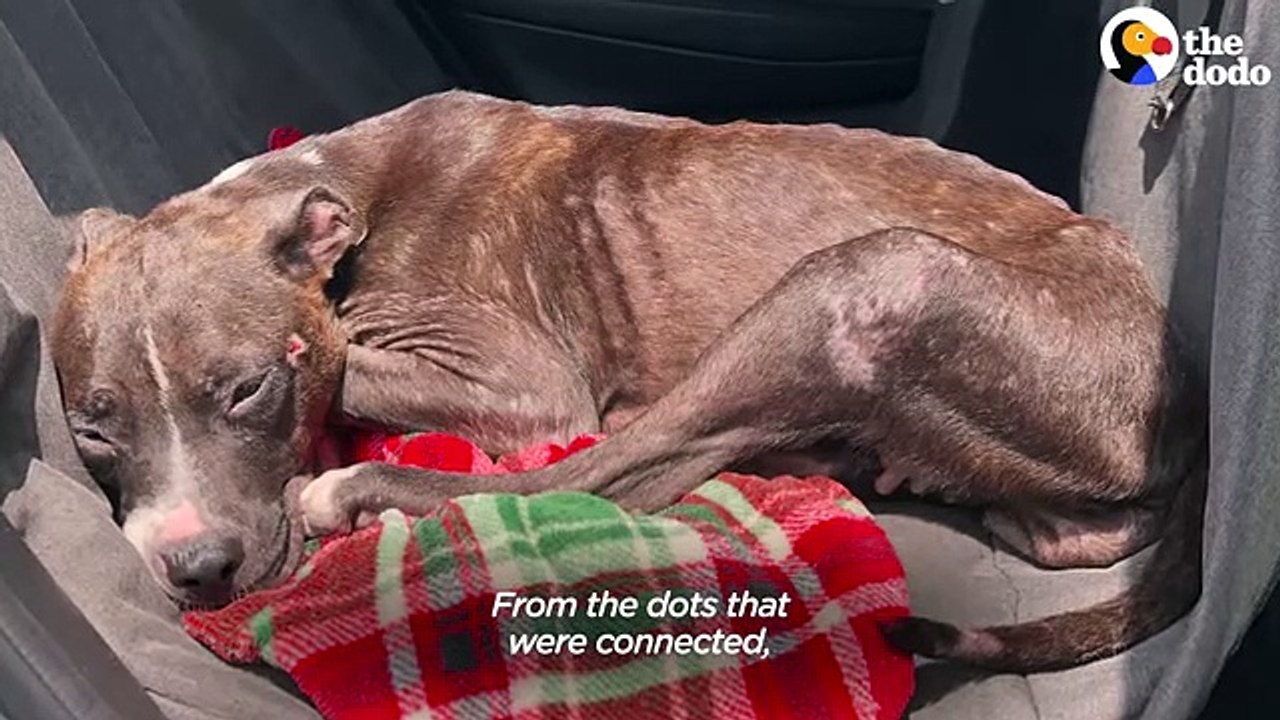 Pittie Rescued From A Chain LOVES Stuffed Animals The Dodo Foster ...