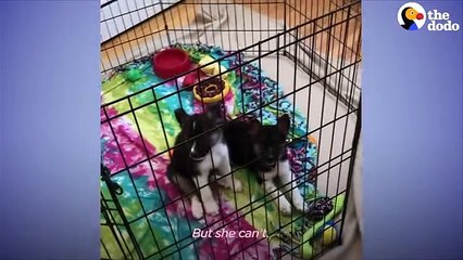 Puppy Grows Up With Little Girl During Quarantine   The Dodo Foster Diaries