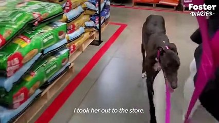 Nervous Retired Racing Greyhound Falls In Love With The World   The Dodo Foster Diaries