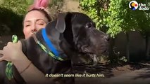 Whitney Cummings Fosters A Pittie With Two Working Legs    The Dodo Foster Diaries