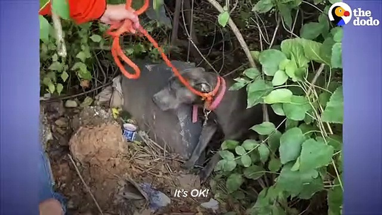 Mama Pittie Was Hiding Her Puppies In A Burrow The Dodo Foster Diaries ...