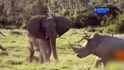 Lion vs Rhino Real Fight - Rhino Shows Who's Boss and the unexpected