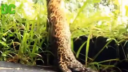 Injured Leopard surrounded by Lions Pride but some miracle happened #lionpack #leopard
