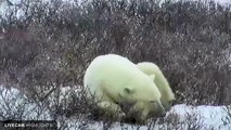 Polar Bear Live Stream for International Polar Bear Day   The Dodo