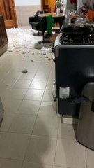 Guilty Dogs Are Completely Innocent