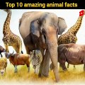 10 animals के 10 unique facts - 10 most amazing facts about animals -