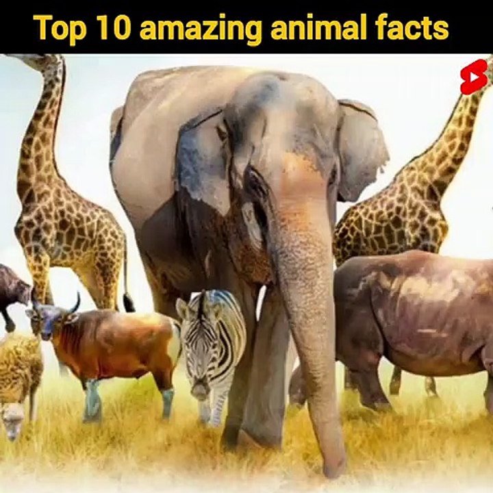 10 animals के 10 unique facts - 10 most amazing facts about animals -