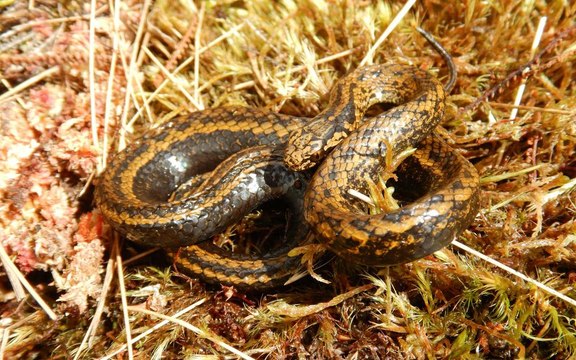 Une nouvelle espèce de serpent découverte en Amazonie porte le nom d’Harrison Ford