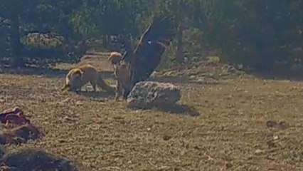 Bearded vulture and fox engage in fierce battle to determine who gets to devour horse carcass