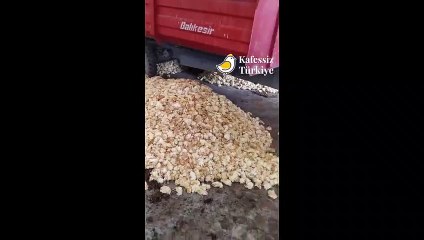 Yüzlerce civciv ölüme terk edildi iddiası!