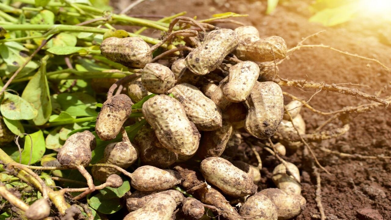 How and When to Harvest Peanuts