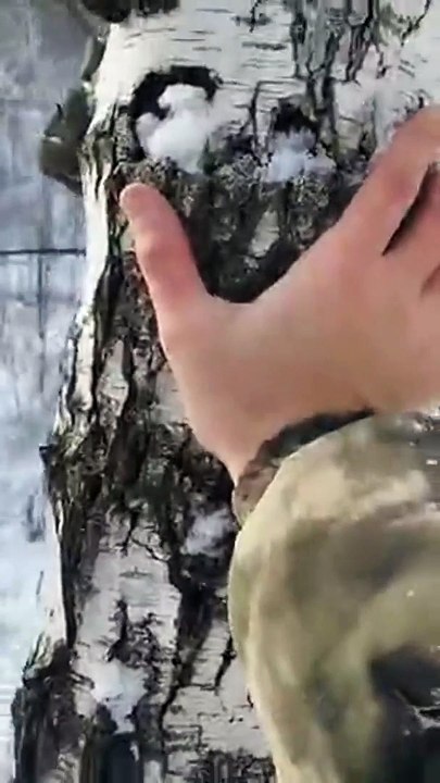 Un arbre se venge de son bucheron