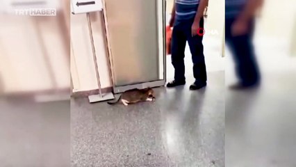 Anne kedinin yavrusuna fedakarlığı duygulandırdı