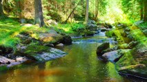 Harmonious Relaxing Music - Peaceful Melodies for Inner Peace, Stress Relief, Harmony