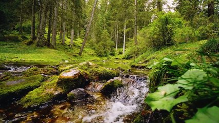 Dawn Chorus Relaxing Music - Serene Melodies for Morning Meditation, Renewal, Calm