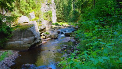 Solitude Relaxing Music - Peaceful Melodies for Meditation, Stress Relief, Alone Time