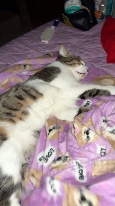 A Cat's Deep Sleep