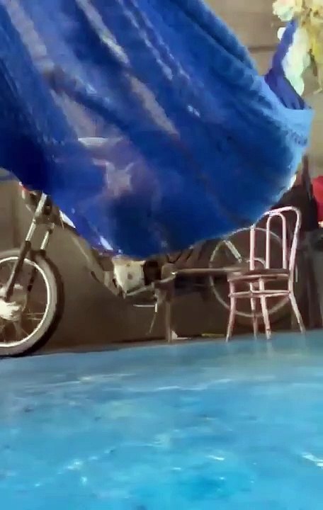 Un chien s'emmêle dans un hamac