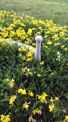 Un ami dans les fleurs