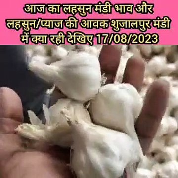 See today's garlic market price and arrival of garlic / onion in Shujalpur mandi आज का लहसुन मंडी भाव और लहसुन / प्याज की आवक शुजालपुर मंडी में क्या रही देखिए
