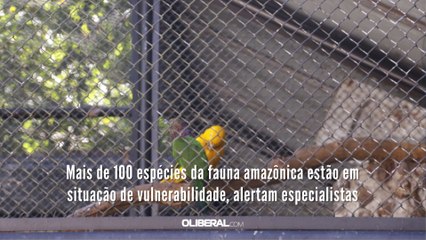 Mais de 100 espécies da fauna amazônica estão em situação de vulnerabilidade, alertam especialistas