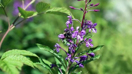 TATRY KWINACA WIERZBOWKA KIPRZYCA
