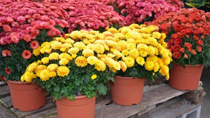When's the Perfect Time To Buy Your Mums This Fall?