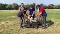 Des cigognes se nourrissant de déchets plastiques à Kumluca ont été relâchées dans leur habitat naturel