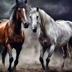 Equestrian Harmony: Two Horses in Dusty Embrace