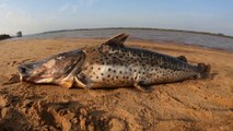 PESCA Y COCINA en lugar nuevo | Chiquito SURUBI encontramos | Aventura por el Rio Uruguay