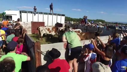 Segundo encierro de las Fiestas de Cantalejo 2023