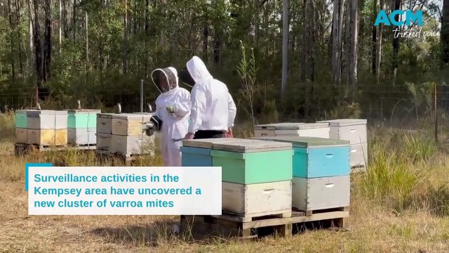 Varroa mite detected at Kempsey | August 18, 2023 | Macleay Argus