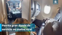 Para viajar con su mascota, un gran danés, pasajero compra 3 boletos de avión